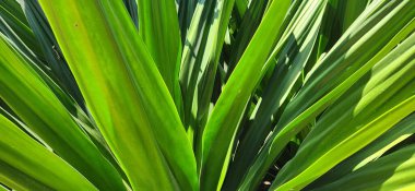 Dal bitkileri doğal arkaplanda