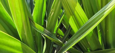 Dal bitkileri doğal arkaplanda