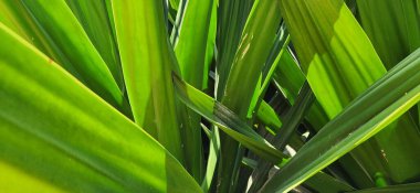 Dal bitkileri doğal arkaplanda