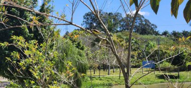 yellow bird on tree branch in brazil clipart