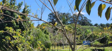 yellow bird on tree branch in brazil clipart