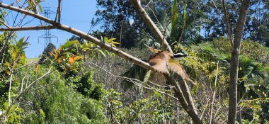 yellow bird on tree branch in brazil clipart