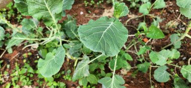 sebze bahçesinde marul ekimi