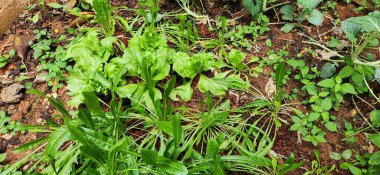 sebze bahçesinde marul ekimi