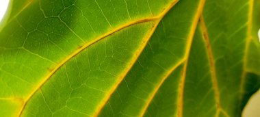 Arka planda doğal ışık bulunan büyük yeşil yapraklar.