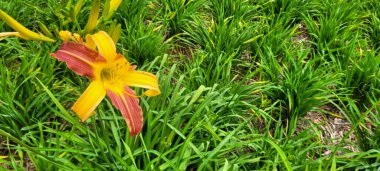 Çiçek bahçesindeki sarı çiçek