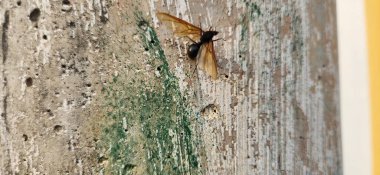 Kırsal arkaplan ile büyük eşekarısı görüntüsü