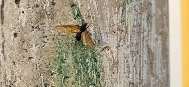 Kırsal arkaplan ile büyük eşekarısı görüntüsü