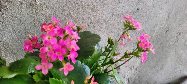 Kırsal arka planda pembe çiçekler
