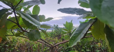 yeşil yapraklar, arka plan olarak kullanılabilecek güzel tropikal bitkiler.