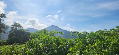 yeşil yapraklar, arka plan olarak kullanılabilecek güzel tropikal bitkiler.