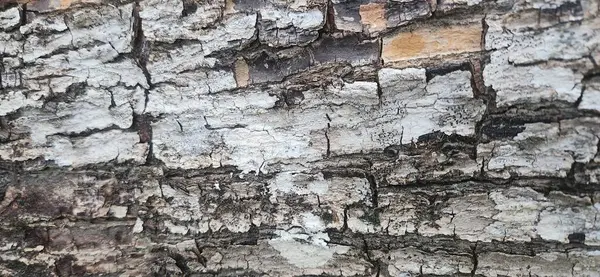 Kırsal ağaç kabuğu ve derin çizgileri var.