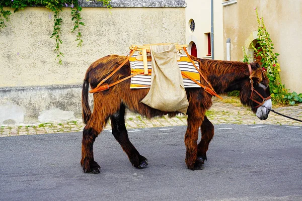 Donkey carrying trash from the streets to improve the environment in France