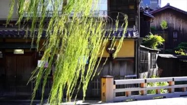 Weeping willow swaying in the wind in the Gion area, Kyoto, Japan
