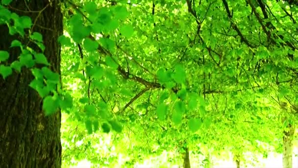 Shiny New Green Leaves Green Field Santiago Compostela Spain — Stockvideo
