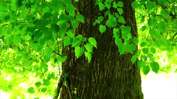 Big Tree Shining Fresh Green Leaves Green Field — Stok video