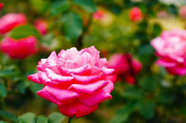 Rose petals wet in the rain