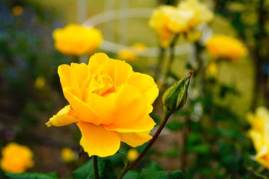 Yellow rose petals and rain drops