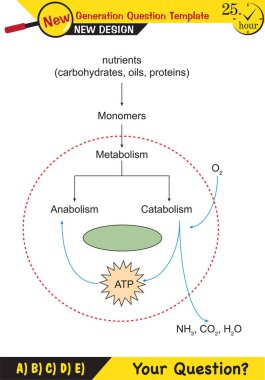 Biyoloji - Yaşayan şeylerin temel bileşenleri, şeker, fosfat, yağ, protein, vitamin, DNA, RNA, bağlar, yeni nesil soru şablonu, sınav sorusu,