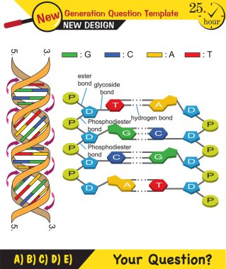 Biyoloji - Yaşayan şeylerin temel bileşenleri, şeker, fosfat, yağ, protein, vitamin, DNA, RNA, bağlar, yeni nesil soru şablonu, sınav sorusu,