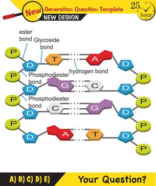 Biyoloji - Yaşayan şeylerin temel bileşenleri, şeker, fosfat, yağ, protein, vitamin, DNA, RNA, bağlar, yeni nesil soru şablonu, sınav sorusu,