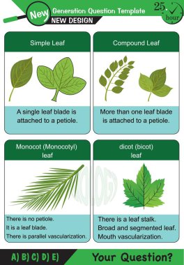 Biyoloji - Ders notları, bitki fizyolojisi, çiçek, tohum, kök, kök, yaprak, gelecek nesil soru şablonu,