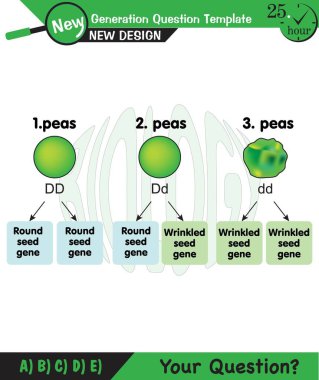 Biyoloji, kalıtım kombinasyonu, Mendelia genetiği, kalıtım, bezelye deneyi, genotip, nesil mirası, baskın, çekinik gen, yuvarlak, yeni nesil soru şablonu, sınav sorusu, 