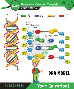 Biology, DNA helix, DNA replication, next generation question template, dumb physics figures, exam question, eps