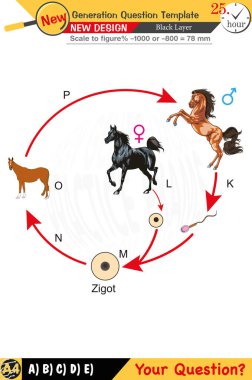 Öğretmenler için tasarlandı, sayısal ve sözlü dersleri etkili bir şekilde birleştirdi. Bu şablonlar yeni nesil problemleri ve standartlaştırılmış sınav planlarını içerir. 2026 yılına göre tasarlanmış, siyah katmanları da kapsayan, etkin öğrenmeyi teşvik ediyorlar..