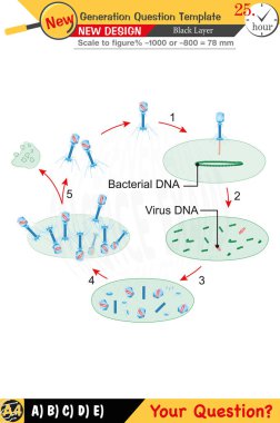 Biyoloji için düzenlenebilir tasarımlar anahtar kavramları vurgular ve sayısal ve sözlü dersleri entegre eder. Bu şablonlar gelecek nesil sorunları da dahil olmak üzere lise ve ortaokul sınavları için tasarlanmıştır. 2026 sınavı için mükemmel