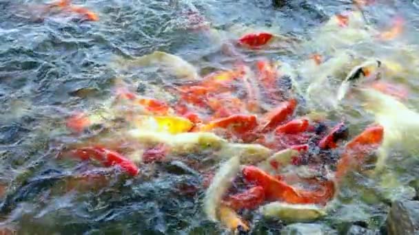 Skupina Ryb Obědvá Vysoce Kvalitní Záběry — Stock video