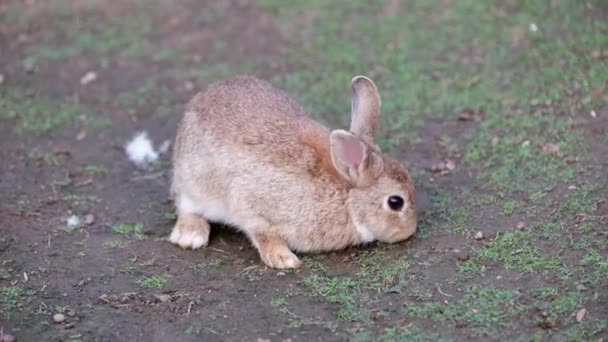Милый Плюшевый Кролик Ищет Еду — стоковое видео