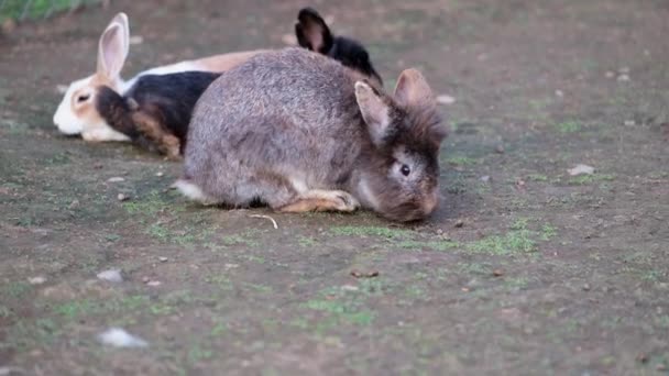 Tatlı Oyuncak Tavşan Yiyecek Arıyor — Stok video