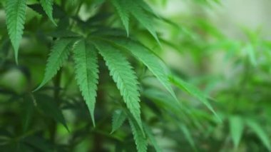 Ganja organik bir çiftliğe ekilmiş. Yüksek kalite 4k görüntü