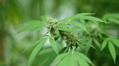 Ganja organik bir çiftliğe ekilmiş. Yüksek kalite 4k görüntü