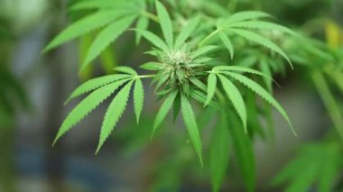 Ganja organik bir çiftliğe ekilmiş. Yüksek kalite 4k görüntü