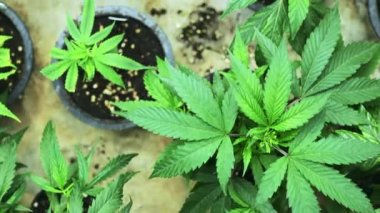 Ganja organik bir çiftliğe ekilmiş. Yüksek kalite 4k görüntü