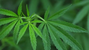 Ganja organik bir çiftliğe ekilmiş. Yüksek kalite 4k görüntü