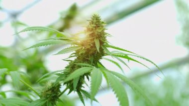 Ganja organik bir çiftliğe ekilmiş. Yüksek kalite 4k görüntü