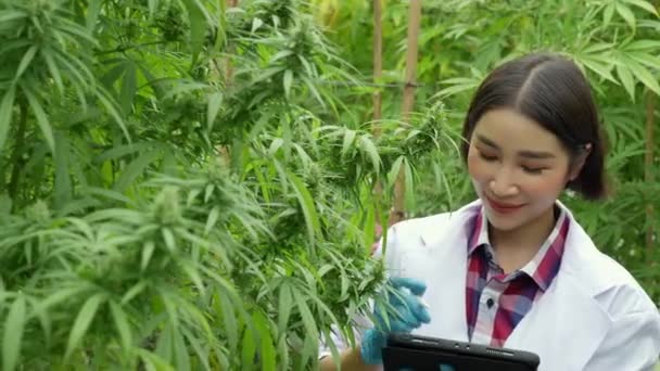 Ricercatori Stanno Indagando Sulla Qualità Delle Piante Marijuana Una Fattoria — Video Stock