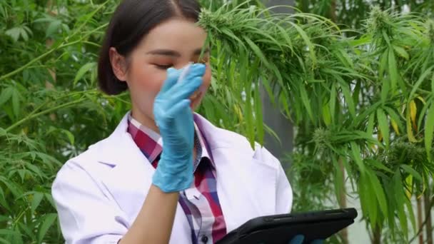 Ερευνητής Ερευνά Την Ποιότητα Των Φυτών Μαριχουάνας Μια Φάρμα Κλειστού — Αρχείο Βίντεο