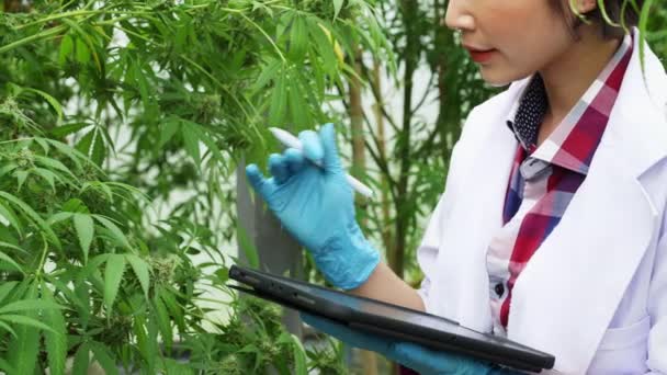 Badacze Badają Jakość Roślin Marihuany Farmie Zamkniętej Przy Użyciu Tabletu — Wideo stockowe