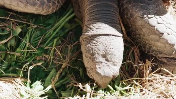 Turtles Eating Morning Glory High Quality Footage — Stock Video