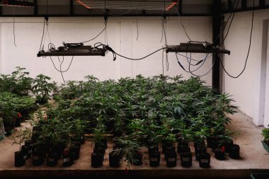 Kenevir tarlası, organik bitkiler tıbbi amaçlar için ekilen çiçekler yapraklar lezzet katmak için kaynatılır veya pişirilir..