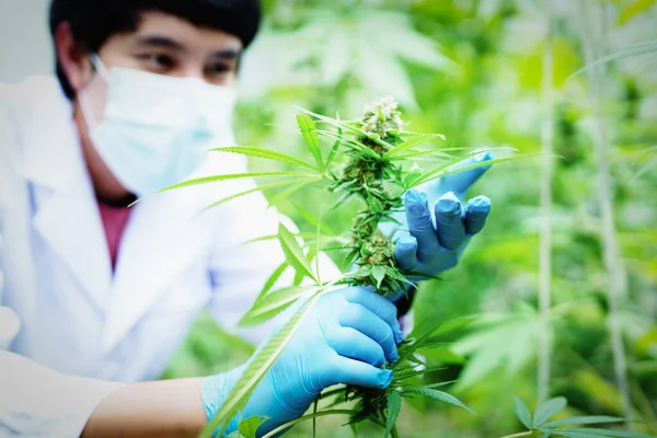 Granja Cannabis Los Investigadores Utilizan Microscopio Digital Para Ver Rendimiento — Foto de Stock