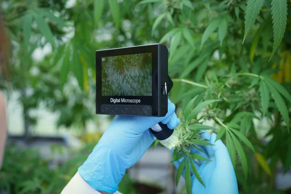 Granja Cannabis Los Investigadores Utilizan Microscopio Digital Para Ver Rendimiento — Foto de Stock