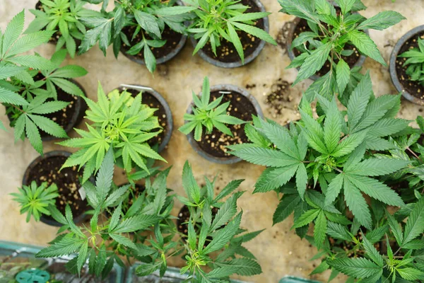 Cultivo Cannabis Flores Orgánicas Plantadas Con Fines Medicinales Las Hojas — Foto de Stock