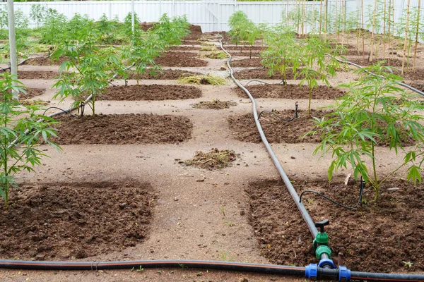 Cultivo Cannabis Flores Orgánicas Plantadas Con Fines Medicinales Las Hojas — Foto de Stock