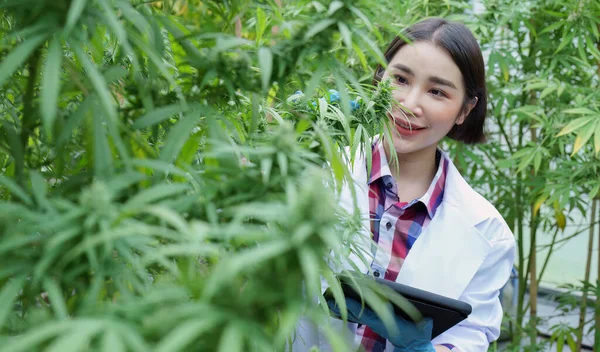 Granja Cannabis Los Investigadores Están Examinando Rendimiento Cada Flor Cannabis — Foto de Stock