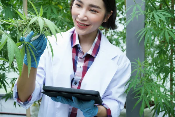 Granja Cannabis Los Investigadores Están Examinando Rendimiento Cada Flor Cannabis — Foto de Stock
